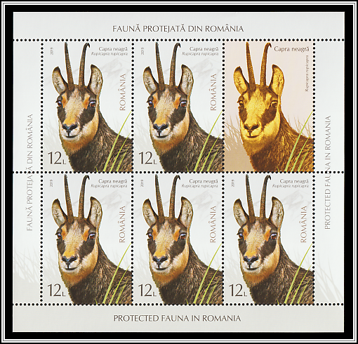 Chamois (Rupicapra rupicapra)