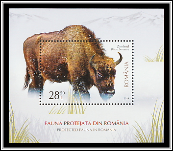 Bison (Bison bonasus)