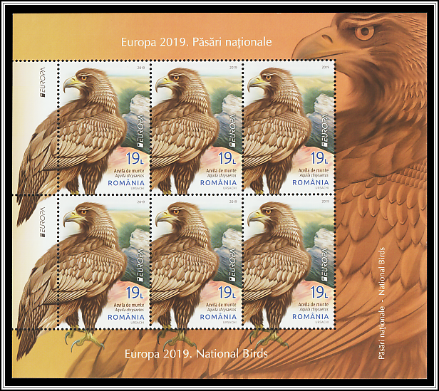 Golden Eagle (Aquila chrysaetos)