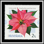 Poinsettia