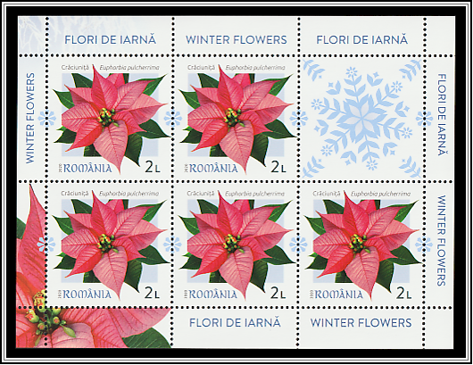 Poinsettia (Euphorbia pulcherrima)