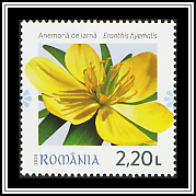 Winter Aconite