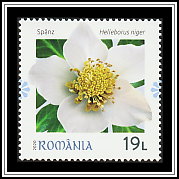 Christmas Rose
