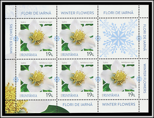Christmas Rose (Helleborus niger)