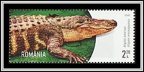 American Alligator (Alligator mississippiensis)