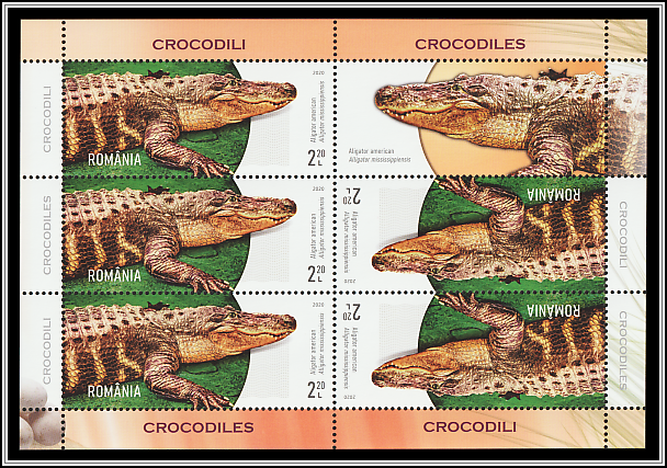 American Alligator (Alligator mississippiensis)