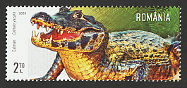 Yacare Caiman (Caiman yacare)