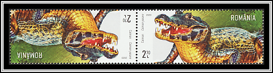 Yacare Caiman (Caiman yacare)