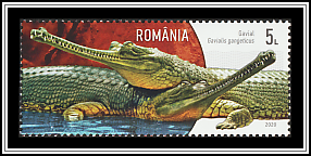 Gharial (Gavialis gangeticus)