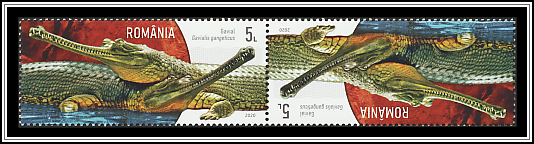 Gharial (Gavialis gangeticus)