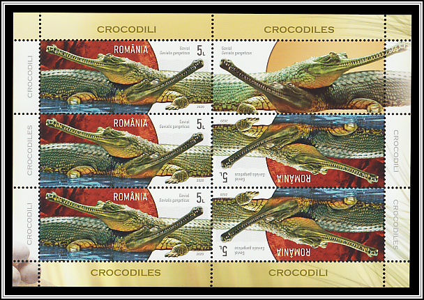 Gharial (Gavialis gangeticus)