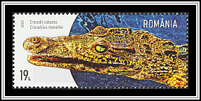 Cuban Crocodile (Crocodylus rhombifer)