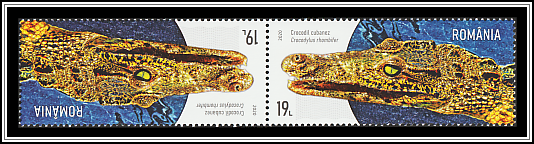 Cuban Crocodile (Crocodylus rhombifer)