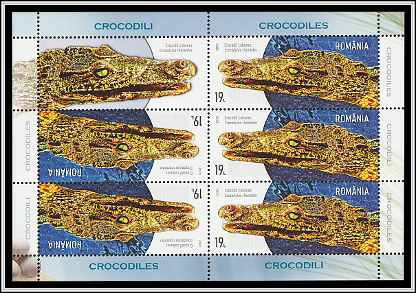 Cuban Crocodile (Crocodylus rhombifer)