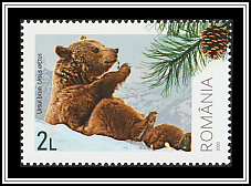 Brown Bear (Ursus arctos)