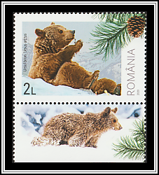 Brown Bear (Ursus arctos)