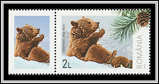 Brown Bear (Ursus arctos)