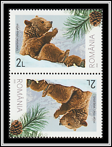 Brown Bear (Ursus arctos)