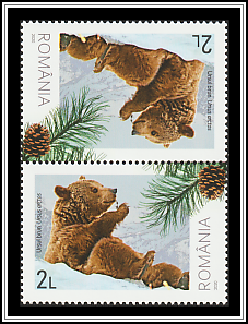 Brown Bear (Ursus arctos)