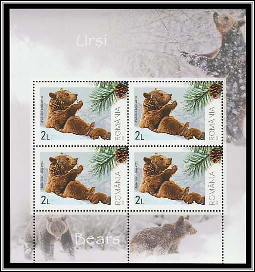 Brown Bear (Ursus arctos)