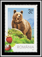 Brown Bear (Ursus arctos)