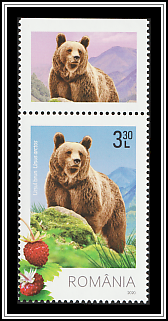 Brown Bear (Ursus arctos)