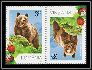 Brown Bear (Ursus arctos)