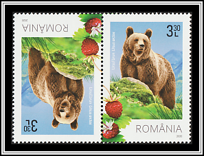 Brown Bear (Ursus arctos)