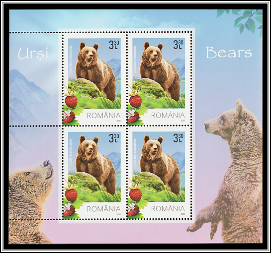 Brown Bear (Ursus arctos)