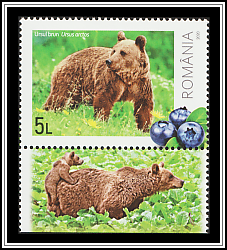 Brown Bear (Ursus arctos)