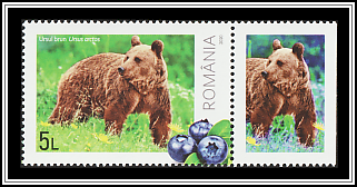 Brown Bear (Ursus arctos)