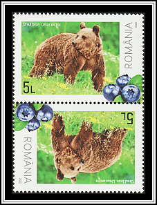 Brown Bear (Ursus arctos)