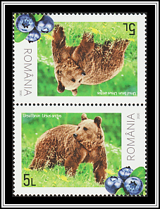 Brown Bear (Ursus arctos)