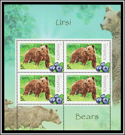 Brown Bear (Ursus arctos)