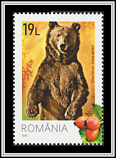 Brown Bear (Ursus arctos)