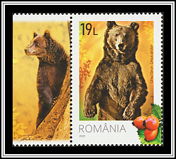 Brown Bear (Ursus arctos)