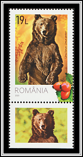 Brown Bear (Ursus arctos)