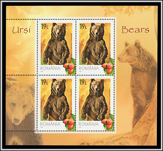 Brown Bear (Ursus arctos)