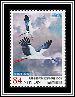 Oriental Stork