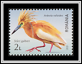 Squacco Heron