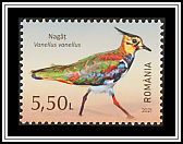 Northern Lapwing