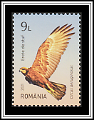 Western Marsh Harrier