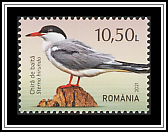 Common Tern