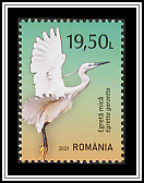 Little Egret