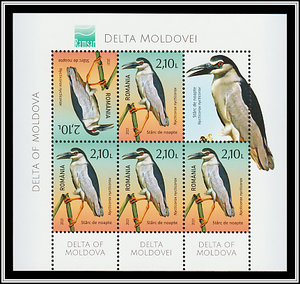 Black-Crowned Night Heron (Nycticorax nycticorax)