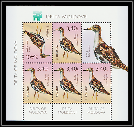 Ruff (Calidris pugnax)