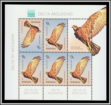 Western Marsh Harrier (Circus aeruginosus)