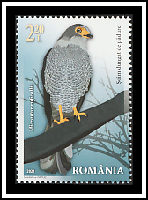 Barred Forest Falcon