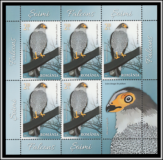 Barred Forest Falcon (Micrastur ruficollis)