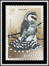Pygmy Falcon